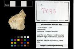 Foto (Objekt + Etikett) von Oxythyreus sp.  (NHMW-GEO-2014-0194-0693)